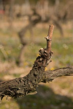 Syndicat des Vins du Bugey 